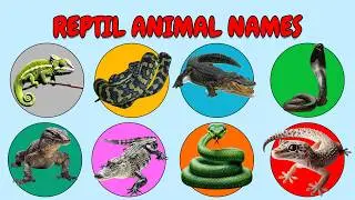20+Reptile & Crawling Animals for Kids | Learn Reptiles & Crawling Animals in English with Pictures