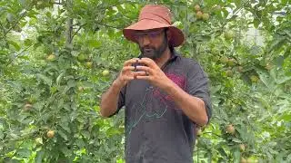 How to increase fruit size at this stage? Let’s break down the science behind size issue in Apples.