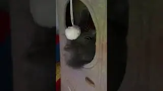 #meow #cat #remix #song #dj #luna #cute #kitten #music #funny