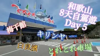 【小歌女大隻仔】2023和歌山8天自駕遊 Day5｜白良濱｜梅干館｜とれとれ市場｜キリンヤ御好燒｜05-2023