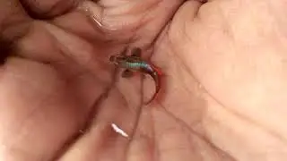 Red tail guppy | zebra fish |algae water fast growth