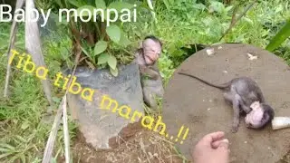 Tingkah lucu baby monpai marah 😅