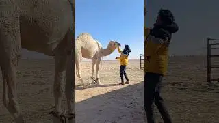 camel attacked for man camel attack on man viral YouTube short viral video camel attack
