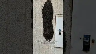 Na minha cidade bombeiro n&atilde;o retira as abelhas. E na sua? Tive que contratar um apicultor. #abelha
