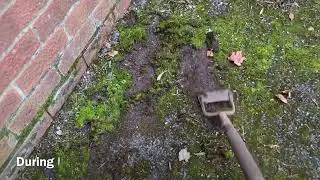 Moss clearance