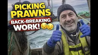 Picking the Prawns - A Back Breaking Job at Sea 😩😩😩