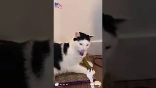 😿 the smell is so strong#cat #funny #shortsfeed #viral