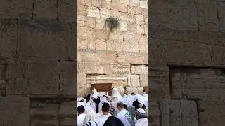 Traditional priestly blessing (birkat kohanim) in Sukkot at the Western Wall in Jerusalem. 2025