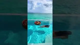 Swimming in paradise  The Maldives is an island nation located in the Indian Ocean, southwest of S
