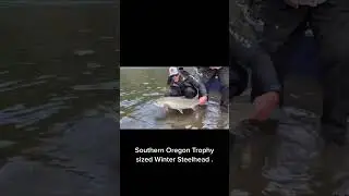 Trophy class winter Steelhead for our lucky client and friend . #fish #fyp #release #steelhead