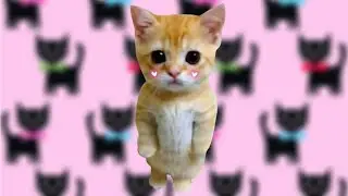 meow cat