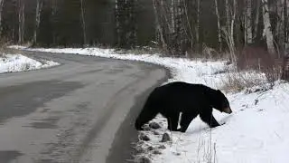 Black Bear walking down the road