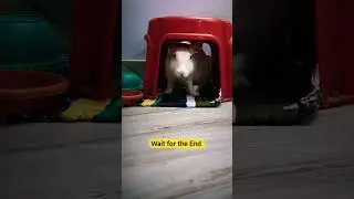 Rabbit funny video/funny pet videos #shorts #rabbit #bunny #goluasmartrabbit @animalplanet1896
