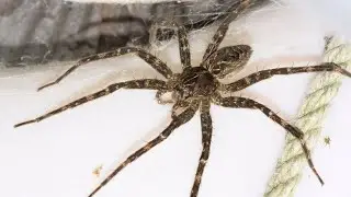What is the Personality of a Fishing Spider? 🎣🕷️