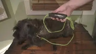 NiteyLeash - LED Glow in The Dark Pet Dog Leash Review - Quick Overview