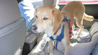 Walking a friend's dog in Long Island, NY [VLOG]
