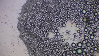The Marangoni Effect E1 Emulsion