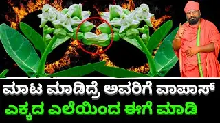 ನಿಮಗೆ ಯಾರಾದ್ರೂ ಮಾಟ ಮಂತ್ರ ಮಾಡಿದ್ರೆ ಅವರಿಗೆ ವಾಪಾಸ್ ತಗುಲುತ್ತೆ ಎಕ್ಕದ ಎಲೆಯಿಂದ  ಈಗೆ ಮಾಡಿ || GIRIDHAR BHAT
