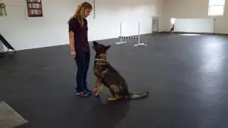 Spring Hill Dog Training - Dog Board & Train Program at SuperDog Center