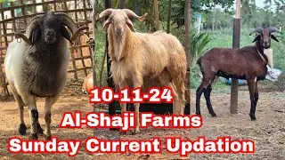 10-11-24 Al-Shaji Farms Sunday Current Updation