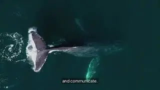 Marine mammals are at risk of extinction caused by new underwater technology. We must ACT NOW.