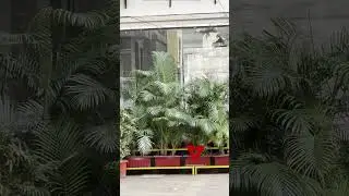 Tripti Dimri Spotted At Outside House In Versova