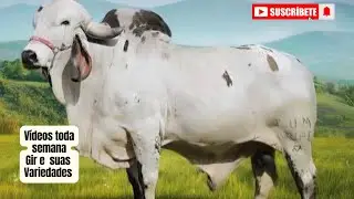 #109 - Paciente Fiv Mutum : Linhagens de melhor destaque no Gir Leiteiro. 