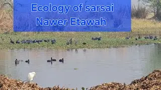 Экология водно-болотных угодий Сарсай-Навер и водная фауна, особенно птицы.