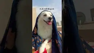 😂😂 #funny #comedy #jokes #dog #pets #shorts #ytshorts #youtubeshorts #bome