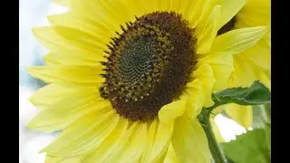 Earth Matters: Ecosomatics in the Anthropocene 2.0 - Episode #3 with Jason Davis