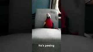 Peeing Parrot