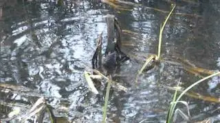 Water Shrew swimming