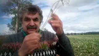 Botanikus a konyhában - 48. A hajdina