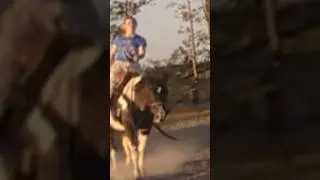 First #bridleless in a while💖#horse #equestrian #practice #fypシ゚ #subscribe #viralshort
