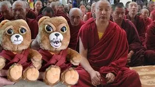 Feisty Pets Surprise Buddhist Monks in Tibet!