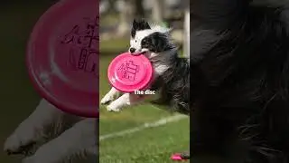 What's this Dogtoberfest?
