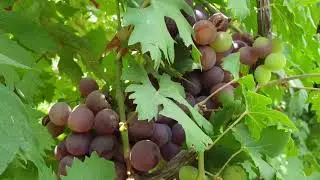 NEW Ukrainian Grapes variety || Gul Traders & Grapes Frams || New Grapes varieties Attock