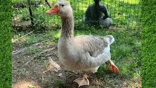 Goose Yoga Pose of the Week &ndash; Stretch With Salus the Pilgrim Goose