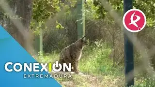 Buenas noticias para el lince ibérico  | Conexión Extremadura