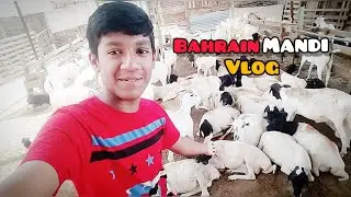bakra mandi bahrain 🐑🐏| VLOG # 2 | master king abdullah