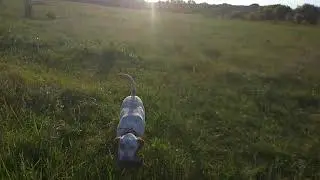 Young Pointer Dusty, recently finished on her retrieve using forced fetch technique