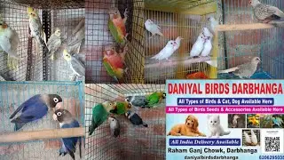 Darbhanga New Bird Shop || All Birds Searching For New Home || Darbhanga Bihar