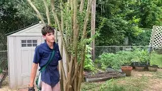 Crepe myrtle sucker pruning how to