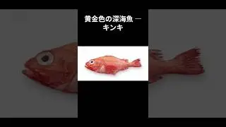 Golden Deep-Sea Fish ― Kinki　#shorts　黄金色の深海魚 ― キンキ　喜知次　吉次　黄血魚　キチジ　キンキ　メンメ　Broadbanded Thornyhead