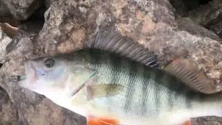 PERCH AVI ARALIK AYI#perch