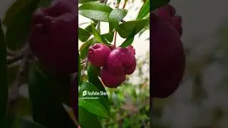 cereza magenta (frutas-frutos) (brush cherry) (eugenia) (magenta cherry/lilly pilly fruits)