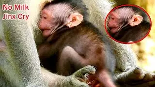 Extremely Cry ! New born Jinx deeply hungry cry beg hug mom Jade for milk