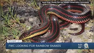 Florida seeks sightings of 'elusive' rainbow snake