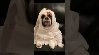 Funny Dog Costume Fail 😂 #shorts