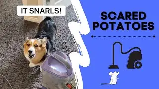 Dogs are Scared of Everything!